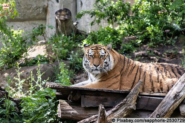 Tiger im Leipziger Zoo