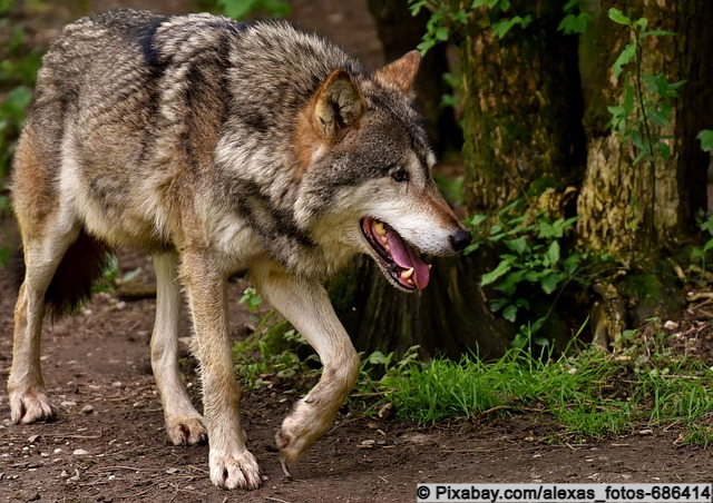 Der Wolf im Wald