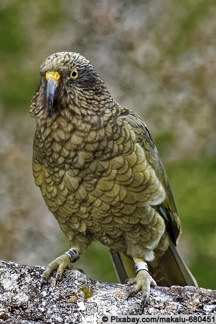 Keas leben nur in Neuseeland