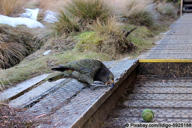 Keas sind sehr verspielte Vögel