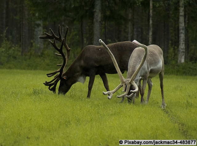 Rentiere in Finnland