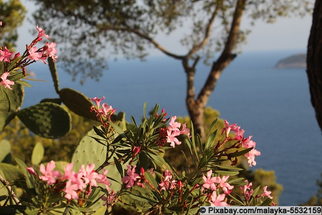 Mediterrane Pflanzen auf Ibiza