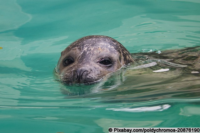 Robbe im Wasser