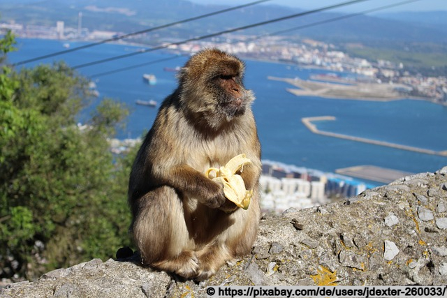 Die Affen von Gibraltar