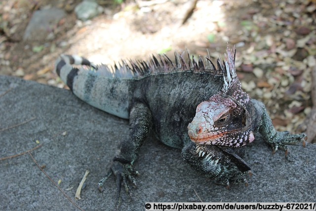 Ein Leguan im Schatten