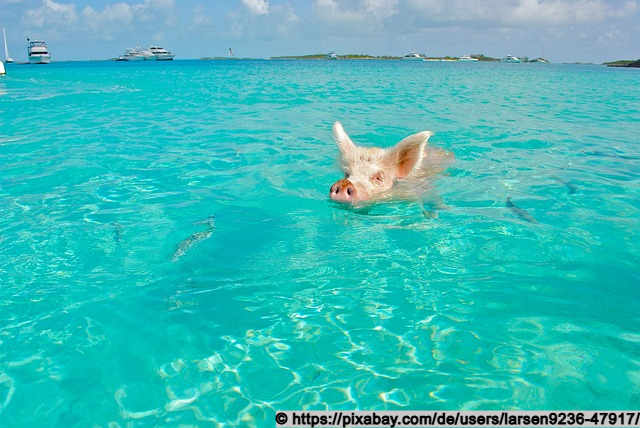 Schwimmende Schweine auf den Bahamas